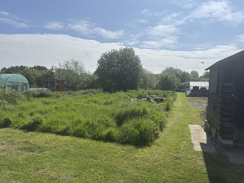 An allotment plot under waist-high grass and scrub, with a
               greenhouse to the left and a shed to the right.